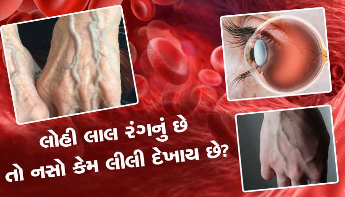લોહી તો લાલ છે; તો પછી નસો કેમ લીલા રંગની દેખાય છે?