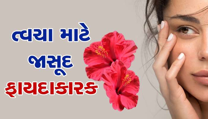 જાસૂદનું ફૂલ ત્વચા માટે પણ ફાયદાકારક, જાણી લો ઉપયોગ કરવાની રીત...