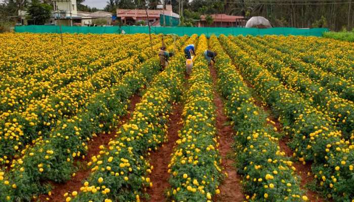 Farming Idea: 20 હજારના ખર્ચે થશે 4 લાખ સુધીનો નફો, આ ફૂલની ખેતી કરી ખેડૂત બની શકે છે રાતોરાત લખપતિ
