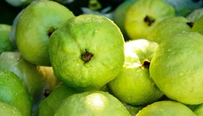 બેડ કોલેસ્ટ્રોલ, ડાયાબિટીસ સહિતની બીમારીમાં ફાયદો કરે છે જામફળ, જાણો અન્ય ફાયદા વિશે