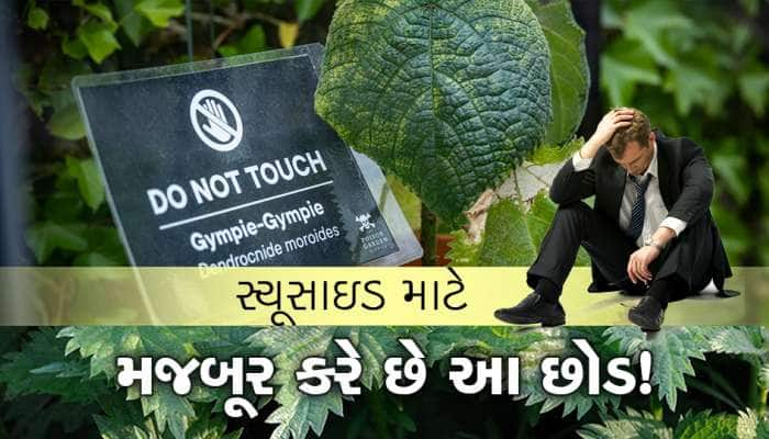 સ્યૂસાઇડ કરવા મજબૂર કરે છે આ છોડ!, નજીક જવાનો મતલબ છે મોત