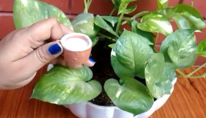 Money Plant Upay: શુક્રવારે કરી લો મની પ્લાંટ સંબંધિત આ ઉપાય, ઘરમાં ઝડપથી વધશે રુપિયા