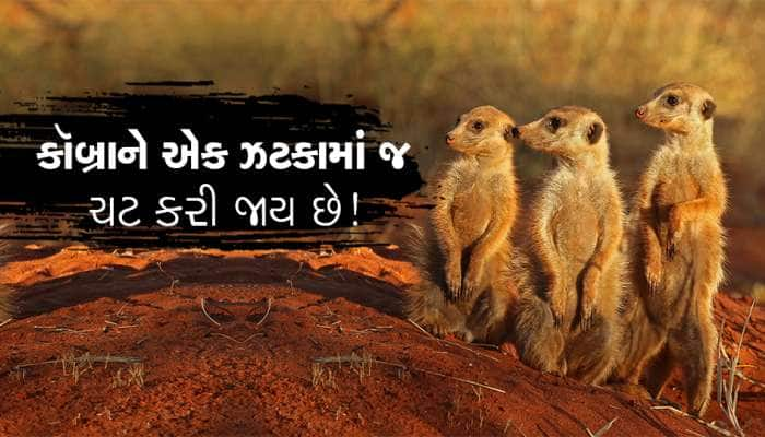 કૉબ્રાને પણ એક ઝટકામાં ચટ કરી જાય છે આ નાનકડું જીવ... તમે નોળિયો ન સમજતા!