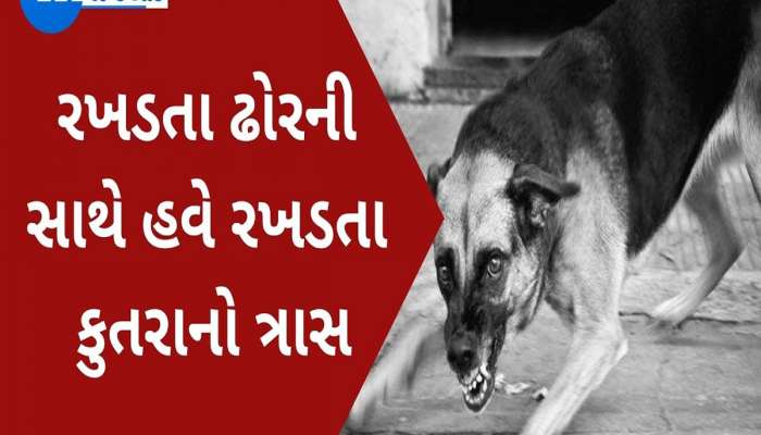 ગુજરાતીઓ બચીને રહેજો, 3 વર્ષમાં 7.93 લાખ લોકોને કરડ્યાં રખડતા શ્વાન