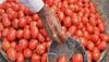 Tomato Price Fall : ઘટી ગયા ટામેટા અને શાકભાજીના ભાવ, આ રહ્યો ટામેટાનો નવો ભાવ 