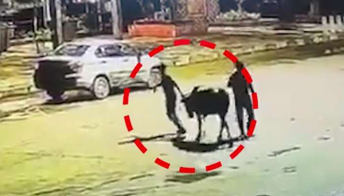 ઓહ બાપ રે... નાસિકમાં ગાયને કારમાં ઠૂંસી- ઠૂંસીને લઈ ગયા ચોર...... જુઓ શોકિંગ CCTV
