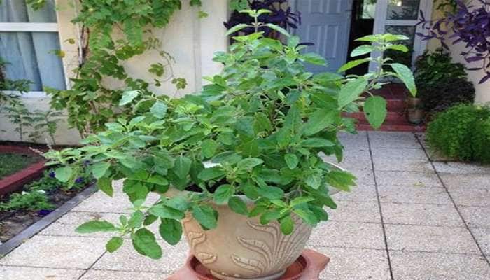 Vastu Tips: તુલસીના છોડમાં બાંધી દો આ એક વસ્તુ, તિજોરી રહેશે રુપિયાથી છલોછલ