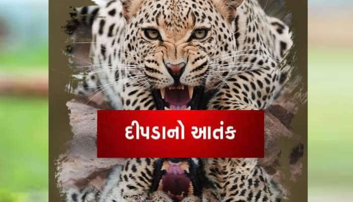 ગીરની ગલીઓમાં દીપડાનો આતંક, મટાણામાં 24 કલાકમાં દીપડાએ 3 લોકો પર હુમલા કર્યા 