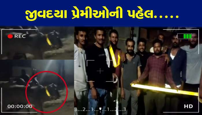 જીવદયા પ્રેમીઓની અનોખી પહેલ, રસ્તે રખડતી ગાયોના ગળામાં લગાવાઈ રેડીયમની પટ્ટી....