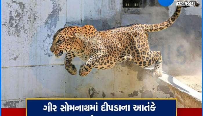 આદમખોર દીપડાએ ગીર-સોમનાથમાં બેના ભોગ લીધા, છેલ્લાં 6 મહિનામાં 6 ના મોત