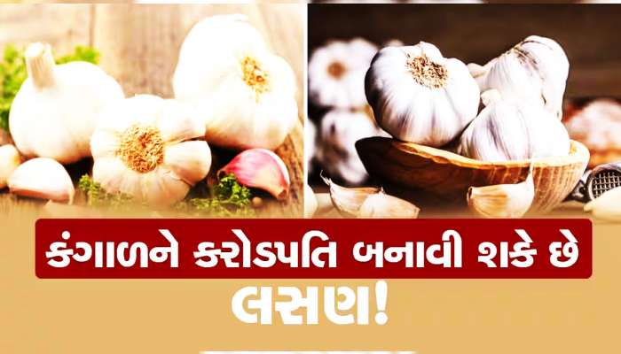 એક લસણનો ગાંઠિયો બદલી નાંખશે તમારી કિસ્મતના સિતારા! વિશ્વાસના થતો હોય તો જાણો આ વાત