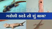 Lizard: શું ગરોળી માણસને કરડે? તેમાં કેટલું હોય છે ઝેર...જાણી લો કામની છે માહિતી