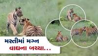 વાઘના 2 બચ્ચાઓ મસ્તીમાં મગ્ન, તોડાબા અભ્યારણનો રોમાંચક વીડિયો...