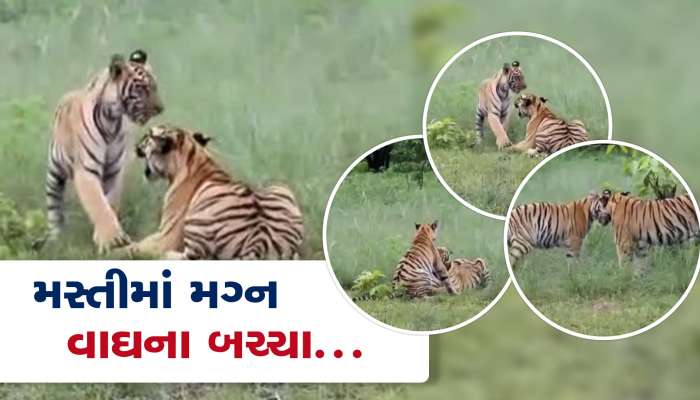 વાઘના 2 બચ્ચાઓ મસ્તીમાં મગ્ન, તોડાબા અભ્યારણનો રોમાંચક વીડિયો...