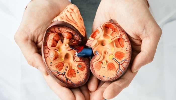 Kidney Health: ડાયટમાં સામેલ કરો આ 5 સુપરફૂડ, ક્યારેય નહીં રહે કિડની ડેમેજનો ખતરો