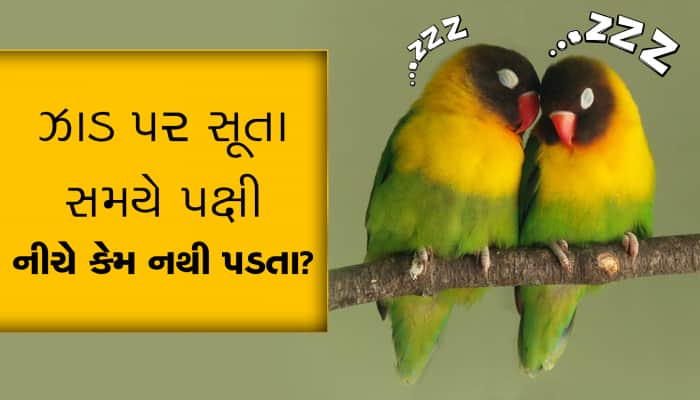 શું તમે જાણો છો ઝાડની ડાળી પર સૂતા સમયે પક્ષી નીચે કેમ નથી પડતા...?