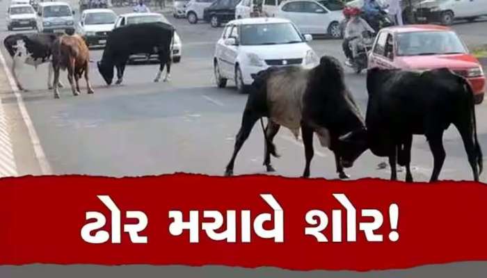 રખડતા ઢોરનો આતંક ડામવા ગુજરાત સરકાર સખ્ત! મનપા, નપા માટે જાહેર કરી કડક ગાઈડલાઈન