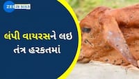 ગુજરાતમાં ફરી લંપી વાયરસનો કાળો કહેર; આ ગામડાઓમાં મોટું સંકટ, 15 પશુઓના મોતથી ફફડાટ