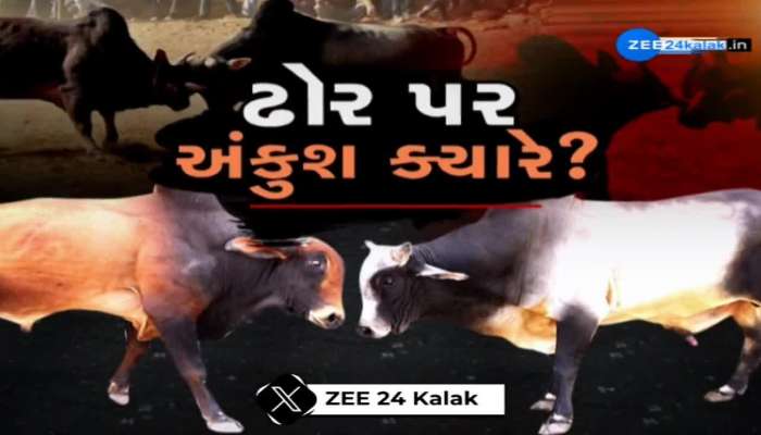 સાબરકાંઠા:સરકારે જાહેર કરેલી ગાઈડલાઈનના ધજાગરા, હિંમતનગરના રસ્તા પર ગાય સાથે ઘોડા ફરતા જોવા મળ્યાં