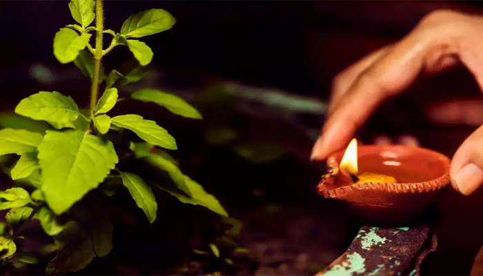 Tulsi Upay: શ્રાવણ મહિનામાં કરી લો તુલસી સંબંધિત આ ઉપાય, ક્યારેય નહીં ભોગવવી પડે રૂપિયાની તંગી
