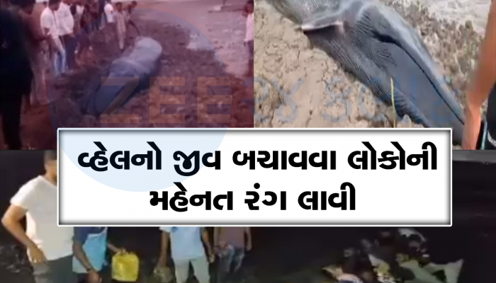 સુરતના દરિયા કાંઠે તણાઈ આવ્યું મહાકાય જીવ, લોકોએ દરિયાનું પાણી પીવડાવી જીવતું રાખ્યું 