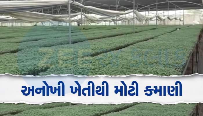 Mahesana: પરંપરાગત ખેતી છોડી શરૂ કર્યો શાકભાજીના રોપાનો ઉછેર, હવે મહિને લાખો રૂપિયાની કમાણી