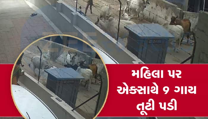 અરેરાટી થઈ જાય તેવા CCTV : અમદાવાદમા ગાયનો મહિલા પર હુમલો, 9 ગાય હુમલો કરવા દોડી આવી