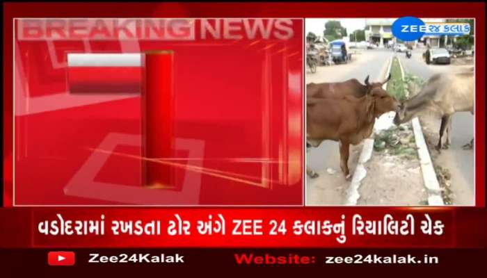 વડોદરામાં રખડતા ઢોર અંગે ZEE 24 કલાકનું રિયાલિટી ચેક, શહેરના અનેક વિસ્તારોમાં હજુ પણ રખડતા ઢોરનું સામ્રાજ્ય..