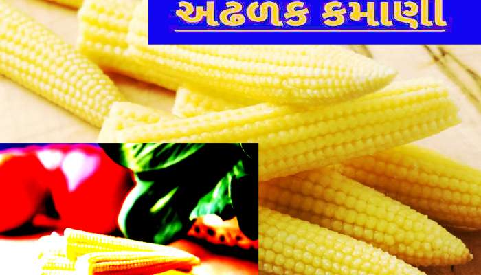 આ વસ્તુની માર્કેટમાં છે ખુબ જ માગ, જેની ઓર્ગેનિક ખેતી કરશો તો થશે લાખોની કમાણી....