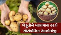 વૈજ્ઞાનિકોને મળી મોટી સફળતા, હવે ખેડૂતો જમીનમાં નહી હવામાં કરશે બટાકાની ખેતી