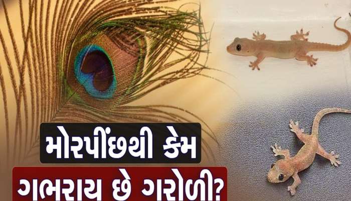 Lizards: ગરોળી ભગાડવાના 6 રામબાણ ઉપાય, ટ્રાય કર્યા બાદ પાડોશીને પણ આપશો ટિપ્સ