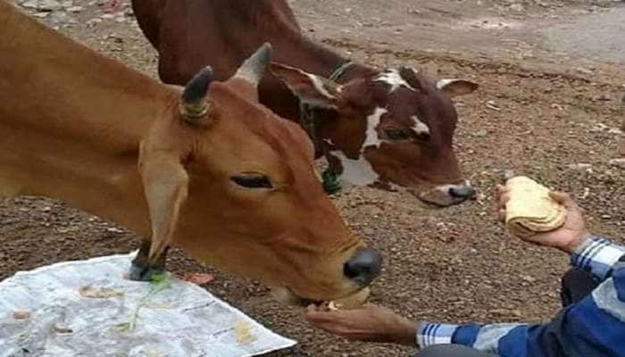 આ 3 દિવસ ગાયની પૂજા કરી ખવડાવો રોટલી, 15 દિવસમાં મોટામાં મોટું સંકટ પણ થશે દુર