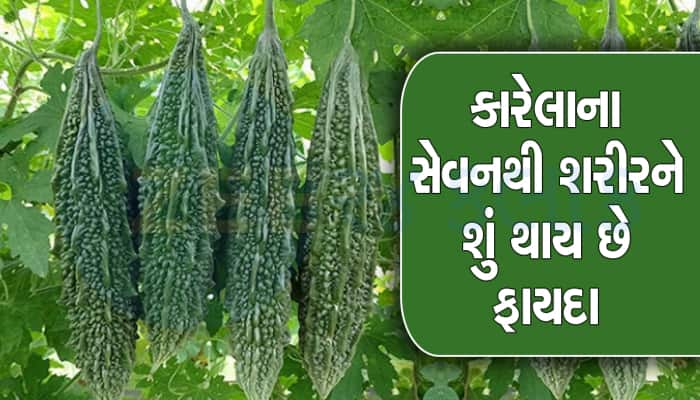 શરીરની બધી ગંદકી નીચોવી લે છે કારેલા, દરરોજ ખાવાથી સ્વાસ્થ્યને મળે છે આ ફાયદા