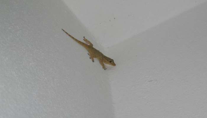 Lizard Falls: શરીરના આ અંગ પર પડે ગરોળી તો વધે છે સત્તા અને સંપત્તિ, નોકરીમાં પણ મળે પ્રમોશન