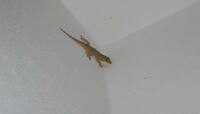 Lizard:શરીરના આ અંગ પર પડે ગરોળી તો વધે છે સત્તા અને સંપત્તિ, નોકરીમાં મળે પ્રમોશન