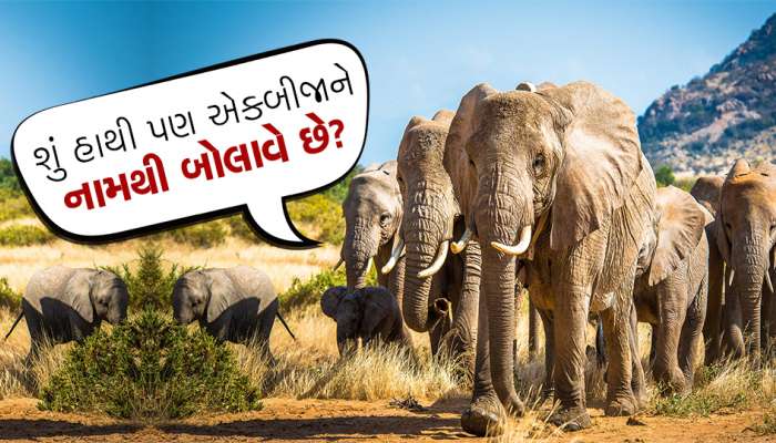 શું હાથી પણ એકબીજાના નામ રાખે છે?, જાણો શું કહે છે રીસર્ચ?