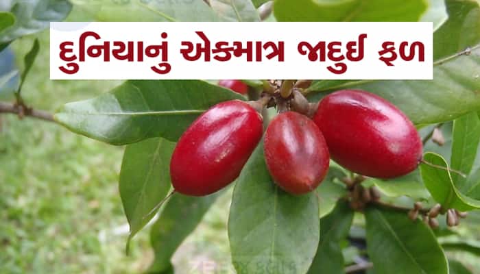 Miracle Fruit : આ ફ્રુટને જીભ પર મૂકતા જ શરીરમાં થાય છે 60 મિનિટનો જાદુ 