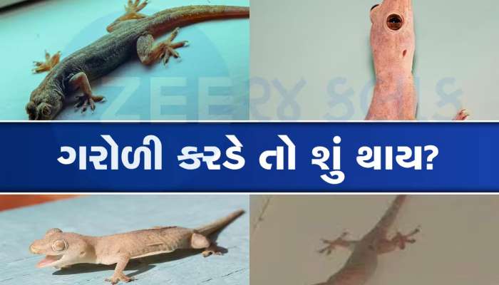 ગરોળીમાં કેટલું હોય છે ઝેર, કરડે તો શું થાય અસર? શરીરના કયા ભાગ પર પડે તો થાય ફાયદો