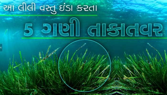 આ શાકાહરી વસ્તુ ઇંડા કરતા પણ વધુ શક્તિશાળી, સ્ટડીમાં થયો ખુલાસો