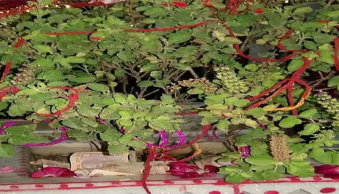 Guruwar Upay: ગુરુવારે કરેલો આ મહાઉપાય તમને બનાવી શકે છે કરોડપતિ, અઢળક ધન-સમૃદ્ધિના બનશો માલિક 