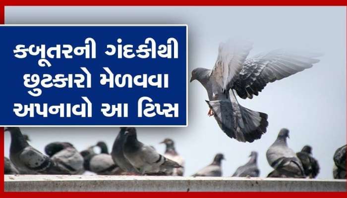 Pigeons Poop: કબૂતર બાલ્કનીમાં કરે છે ગંદકી, આ ટિપ્સ અપનાવો કાયમી મળી જશે મુક્તિ