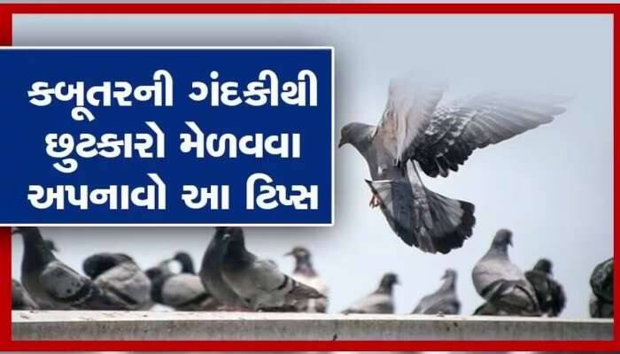 બાલ્કની કબૂતરની ડ્રોપિંગ્સથી ભરેલી છે તો આ ઉપાયો અજમાવો, કબૂતરો જોઈને જ ભાગશે