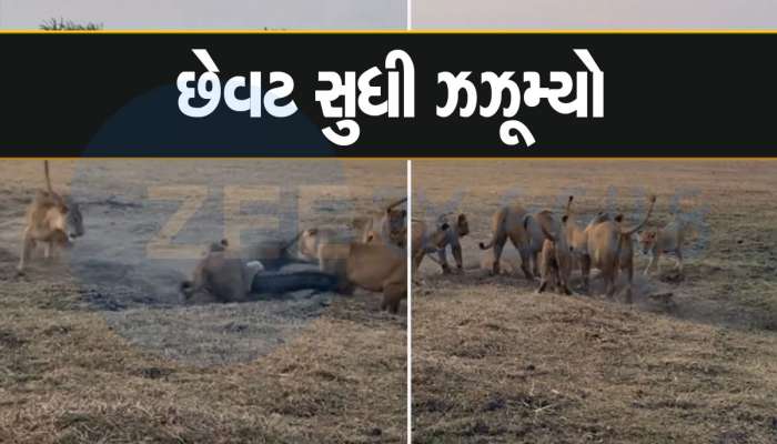Viral Video: સિંહોના ઝૂંડથી ઘેરાયેલો એકલો મગર જીવ બચાવવા માટે છેવટ સુધી લડ્યો, જબરદસ્ત છે ફાઈટનો વીડિયો 