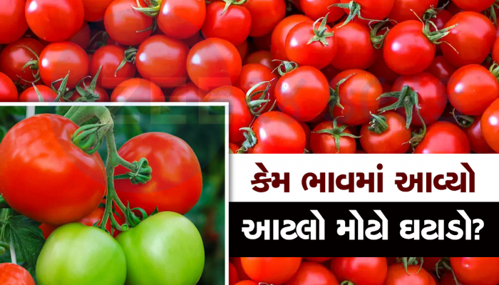 200 રૂપિયે વેચાયા બાદ 5 રૂપિયા પ્રતિ કિલોના ભાવે વેચાઈ રહ્યા છે ટામેટાં, પાક નિષ્ફળ જવાનું કારણ શું?