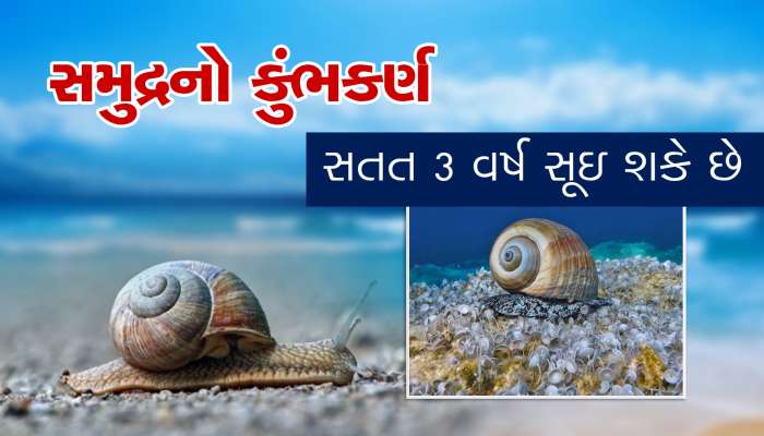 સમુદ્રનો કુંભકર્ણ છે આ જીવ, સતત 3 વર્ષ સુધી ઉંઘમાં રહે છે!