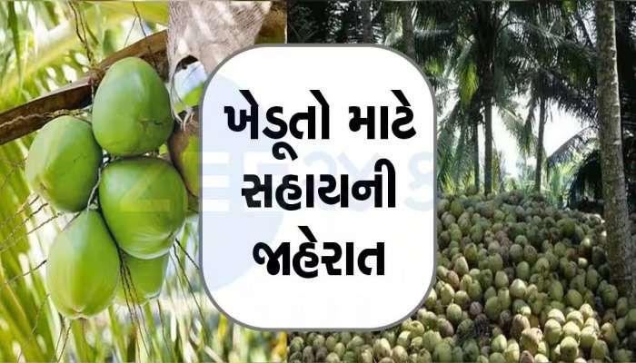 ગુજરાતના અર્થતંત્ર માટે શ્રીફળ એટલે કે શુભ ફળ! નાળિયેર પકવતા ખેડૂતોને બખ્ખાં! જાહેર કરી સહાય, આ રીતે મેળવો