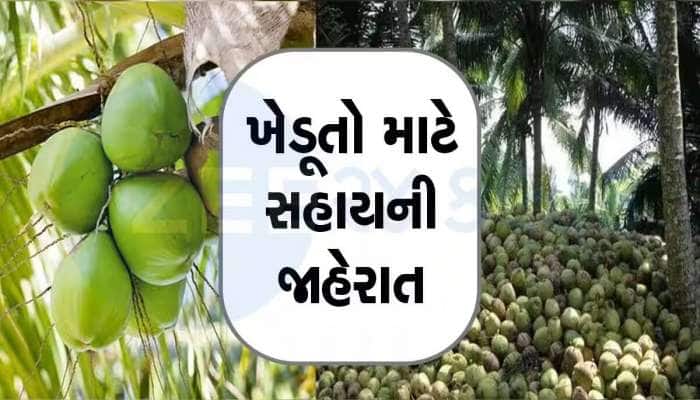 ગુજરાતના નાળિયેર પકવતા ખેડૂતોને બખ્ખાં! મળી રહી છે 75 ટકા સહાય, કેવી રીતે કરશો અરજી?