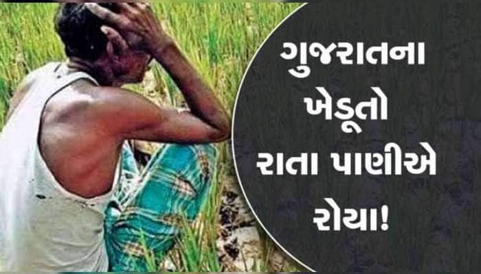 હવે શું ખાશે ગુજરાત? ભારે વરસાદ અને પવનને લઈ 300 હેક્ટરથી વધુમાં રોપેલી ડાંગર જમીનદો