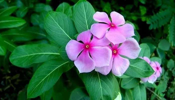 Herbs For Diabetes: ડાયાબિટીસને કંટ્રોલ કરી શકે છે બારમાસી ના ફૂલ, જાણો કેવી રીતે કરવો ઉપયોગ ?