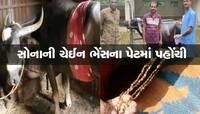 જબરો કિસ્સો! ભેંસ ખાઈ ગઈ સોનાની ચેઈન, 60 ટાંકાનું ઓપરેશન કરી પેટમાંથી કાઢી
